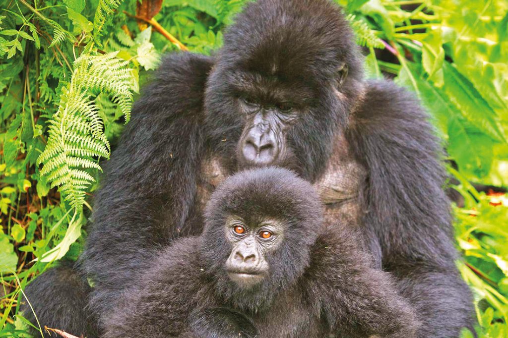 Uganda Gorillas Iwanowskis Reisen - afrika.de