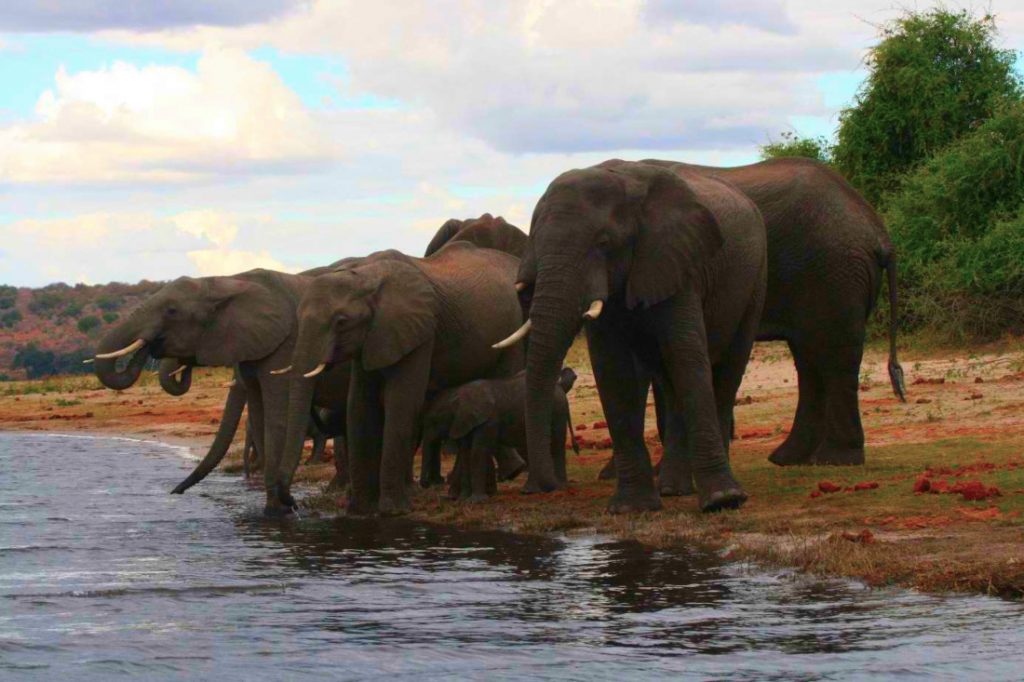 Botswana Elefanten Iwanowskis Reisen - afrika.de