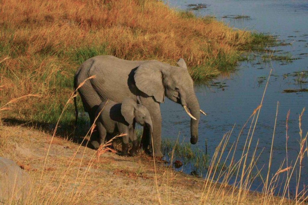 Botswana Elefanten Iwanowskis Reisen - afrika.de