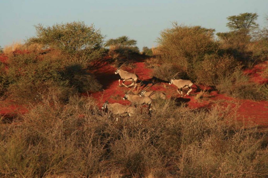 Namibia Kalahari Oryx Iwanowskis Reisen - afrika.de